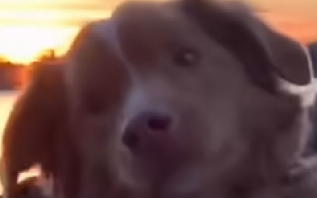 《好狗狗》预告