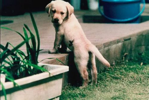 导盲犬小Q