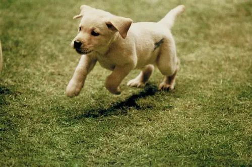 导盲犬小Q