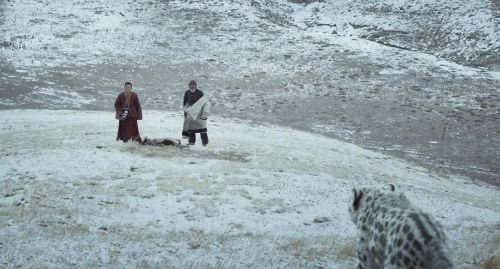 雪豹