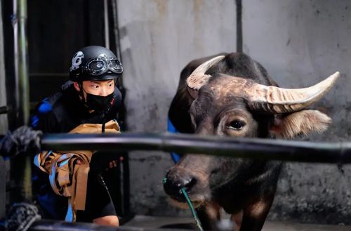 小镇发明家