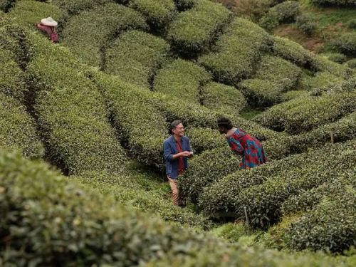 以爱之茗