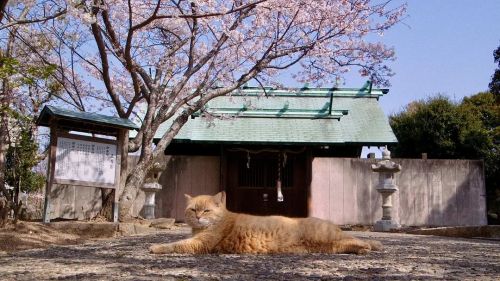 五香宫的猫 五香宮の猫