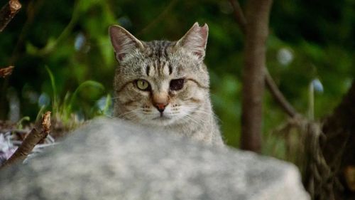 五香宫的猫