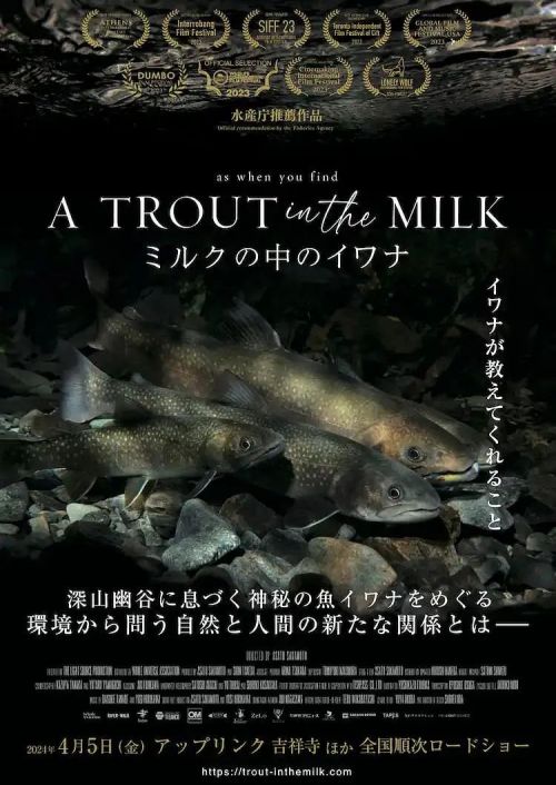 牛奶中的沙丁鱼 ミルクの中のイワナ