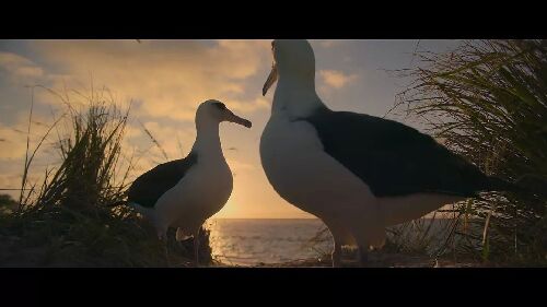 大卫·爱登堡：海洋