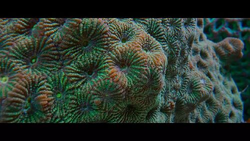 大卫·爱登堡：海洋