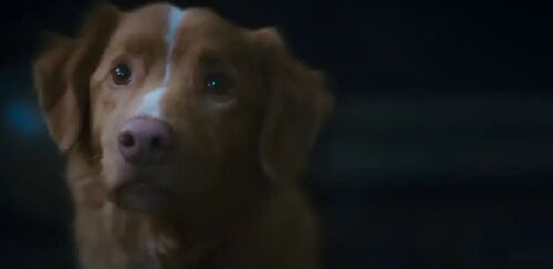 好狗狗