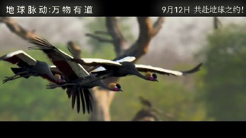 地球脉动：万物有道