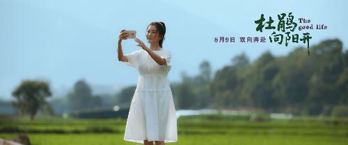  杜鹃向阳开